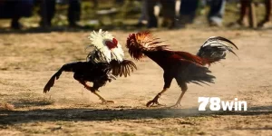 các giống gà tre đá 78win